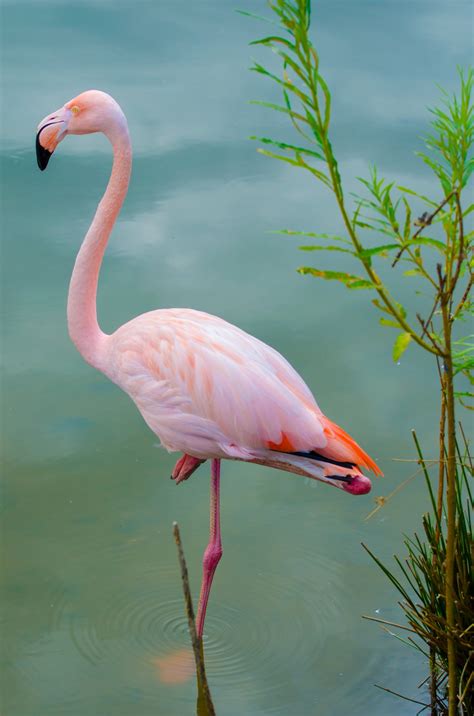 a pink flamingo.